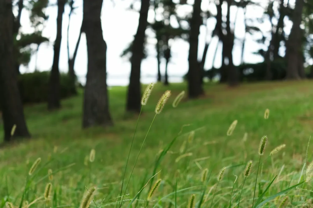 Breeze on grass. indoor air quality at home.