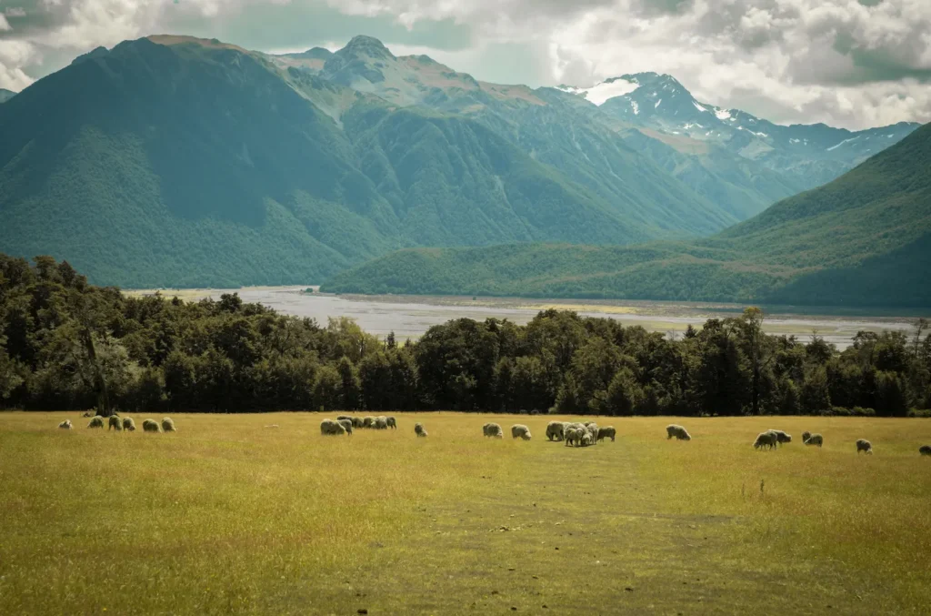 free grazing cows - eco-friendly diet