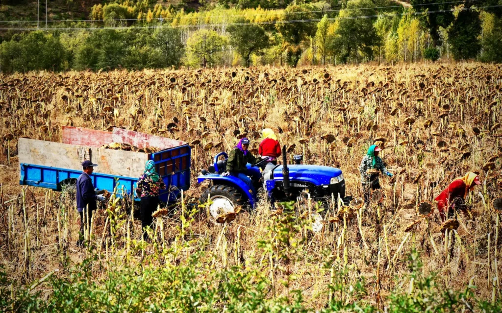 farmers in the harvesting stage of food production - food systems and health