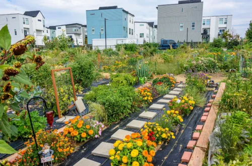 holistic sustainable lifestyle practiced in a community garden